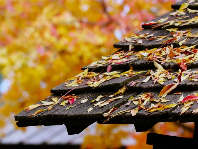 Autumn leaves collecting on the edge of a shingle roof
