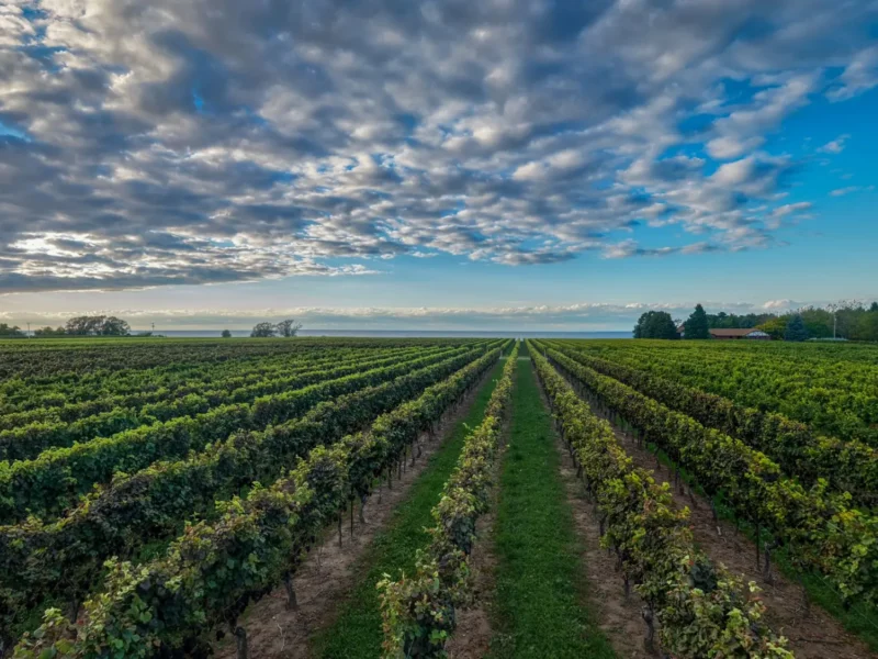 Vineyard rows under a wide sky in Niagara wine country