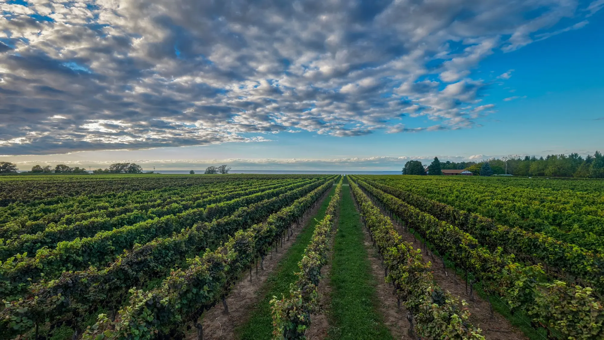 Vineyard rows under a wide sky in Niagara wine country